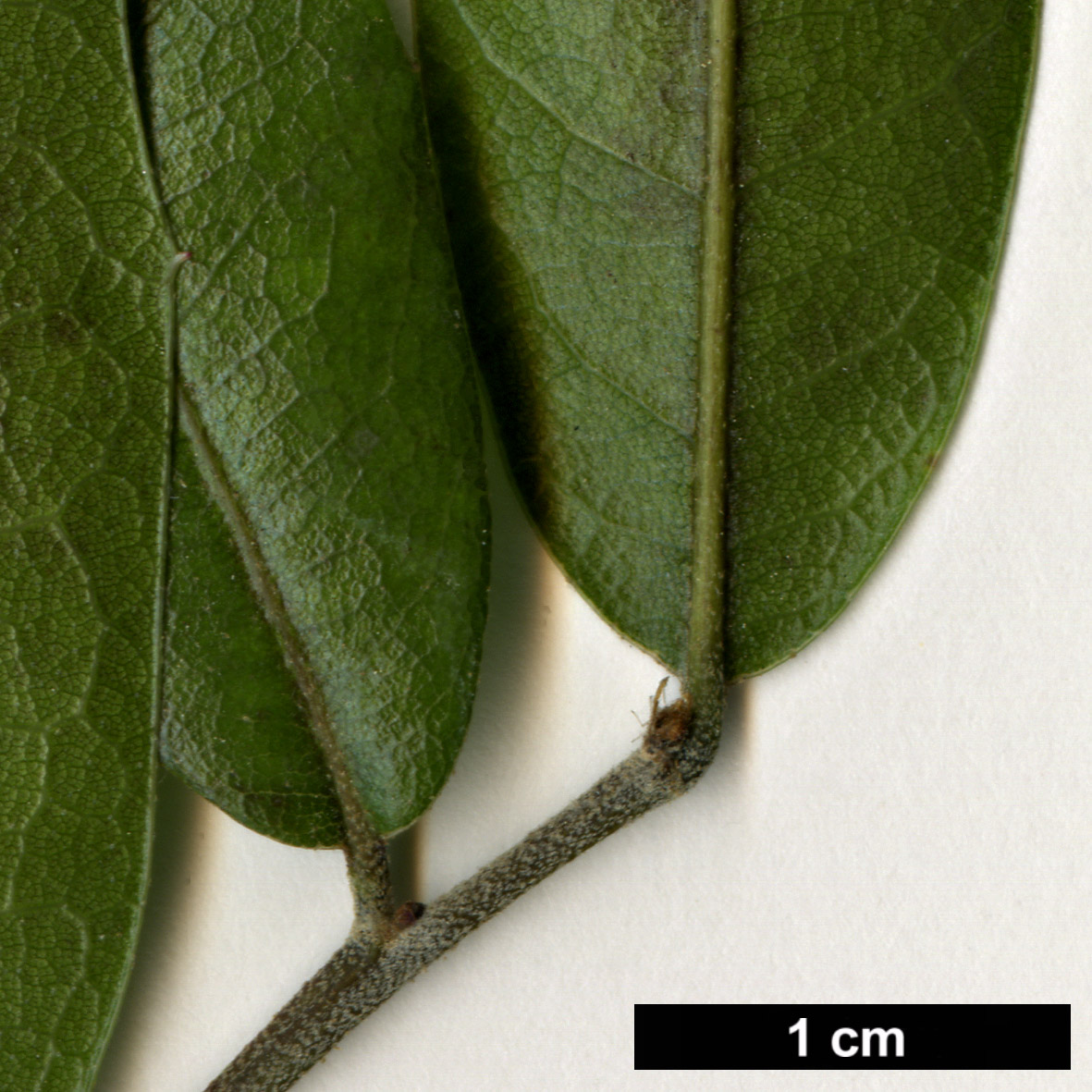 High resolution image: Family: Fagaceae - Genus: Quercus - Taxon: brandegeei 